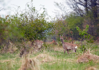 Roe buck and deer family