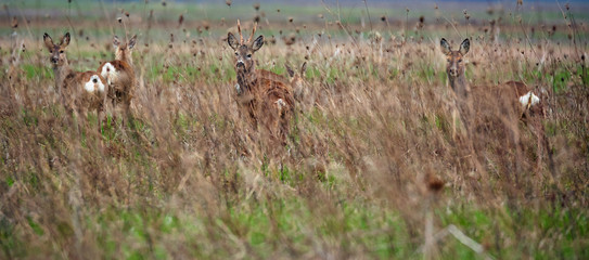 Roe buck and deer family