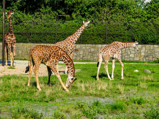 Beautiful giraffes graze on the grass - more giraffes in the photo