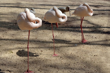 Three pink flamingos stands in a row with one foot in the sand at the zoo. flamingos hiding their beaks in their wings, the birds hide the beak from the cold