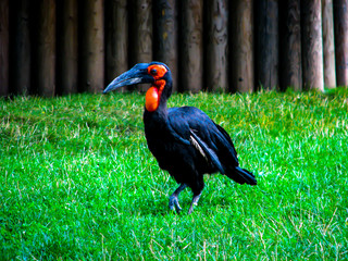 An interesting black bird with a long beak goes through the grass