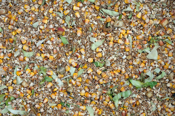 Animal food from mixed kernels of corn kernels with corn leaves and wheat seeds in large quantities