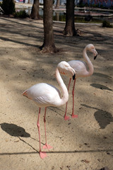 Two pink flamingos stand symmetrically on the ground, looking ahead. Flamingo at the zoo on a spring clear day.