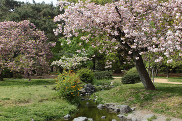 京都御苑　出水の桜