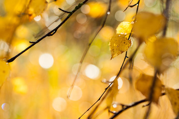 birch tree branch