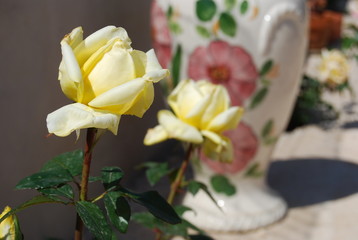 Yellow Rose Flowers, Floral Garden