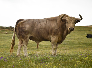 toro español