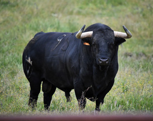 toro español