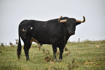 toro español
