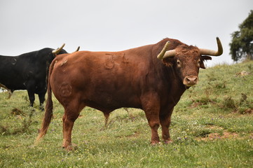 toro español