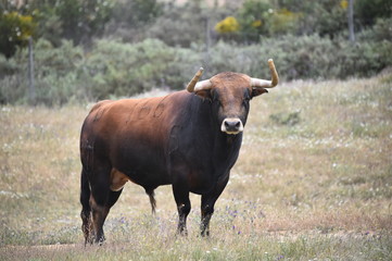 toro español