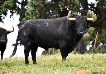 toro español