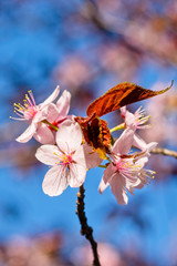 Japanese cherry blossom prunus serrulata in full bloom. Sunlit flowers of pink color. Freshness and beauty of a spring garden or orchard. Colorful floral photo
