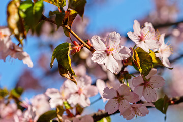 Japanese cherry blossom prunus serrulata in full bloom. Sunlit flowers of pink color. Freshness and beauty of a spring garden or orchard. Colorful floral photo