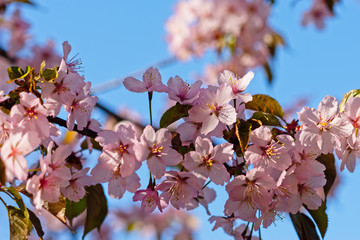 Japanese cherry blossom prunus serrulata in full bloom. Sunlit flowers of pink color. Freshness and beauty of a spring garden or orchard. Colorful floral photo