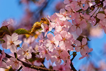 Japanese cherry blossom prunus serrulata in full bloom. Sunlit flowers of pink color. Freshness and beauty of a spring garden or orchard. Colorful floral photo