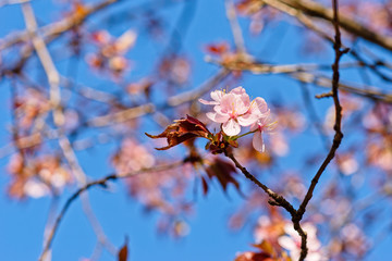 Japanese cherry blossom prunus serrulata in full bloom. Sunlit flowers of pink color. Freshness and beauty of a spring garden or orchard. Colorful floral photo