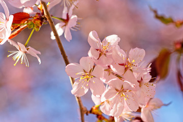 Japanese cherry blossom prunus serrulata in full bloom. Sunlit flowers of pink color. Freshness and beauty of a spring garden or orchard. Colorful floral photo