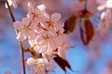 Japanese cherry blossom prunus serrulata in full bloom. Sunlit flowers of pink color. Freshness and beauty of a spring garden or orchard. Colorful floral photo