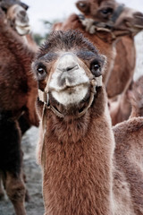 Fototapeta premium Close up funny camel face. Scenery with domestic animals