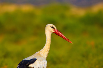 Stork. Nature background. Bird: White Stork. Ciconia ciconia.