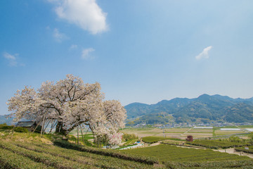 Fototapeta na wymiar 桜と茶畑　Cherry Blossoms and Tea plantation（百年桜）佐賀県嬉野市
