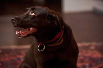Beautiful chocolate Labrador dog portrait, indoors, close-up