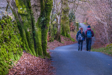 Obraz premium Road up the hill in autumn Natural elements.