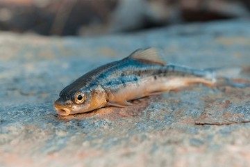 Fish, washed out on the shore. Dead fish.