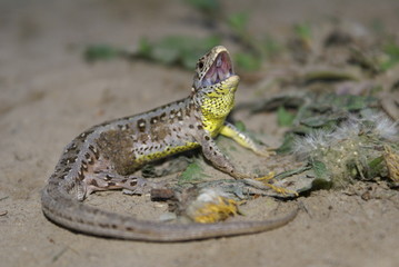 dignified lizard 2