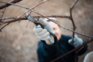 Woman gardening some plants of vineyard