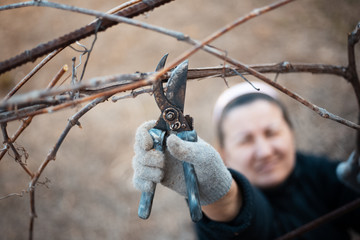 Woman gardening some plants of vineyard