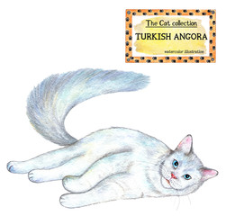 Turkish angora cat. The cat collection. Watercolor illustration. Cats breed collection. Pet. Illustration for design, decor, printing.