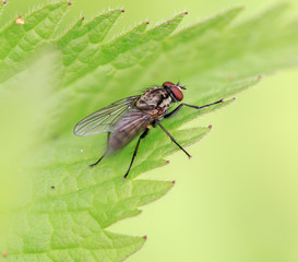 Simply a fly on a fresh new spring nettle. Macro image.