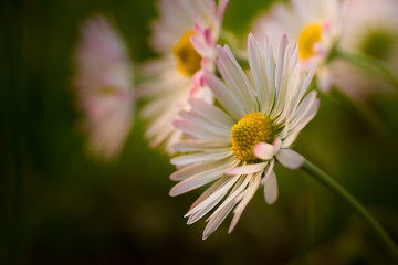 Obraz premium White flowers