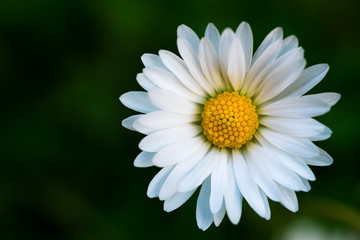 Obraz premium White flowers