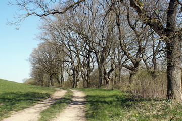 Feldweg mit einer Baumreihe