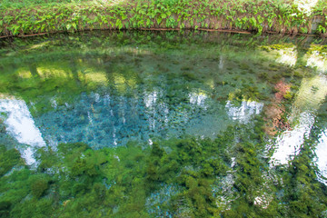 Fototapeta na wymiar 白川水源　Shirakawa water sources　熊本県阿蘇市