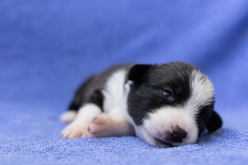 new-born welsh corgi kardishan puppy with open eyes lies and sleeps against a blue mohre background. animal care concept