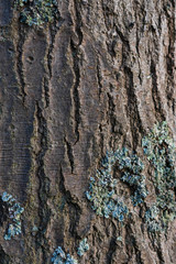 Tree Bark Abstract