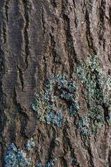 Tree Bark Abstract