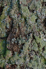 Lichen Covered Tree Bark Abstract