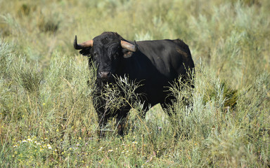 bull in spain
