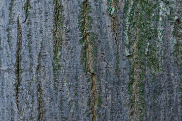 Fototapeta premium Tree Bark Abstract