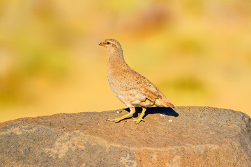Partridge. Yelllow nature background. Bird: See see Partridge. Ammoperdix griseogularis