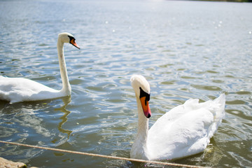 Fototapeta premium Two beautiful white geese swimming in a lake or pool