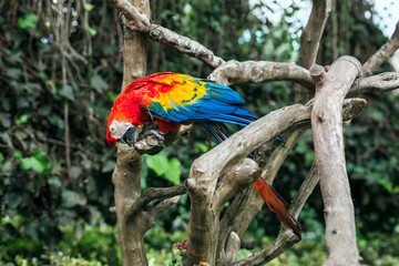 A tropical colorful macaw stands on a tree stick.