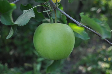 Autumn apple variety - the Semyrinka spices in summer on a tree in the Poltava region in Ukraine