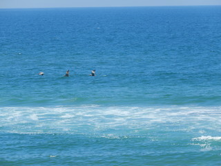 Aves 