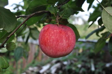 Summer variety of apples - Glory to the winner, at the end of May. Krasnodar Region of the Russian Federation